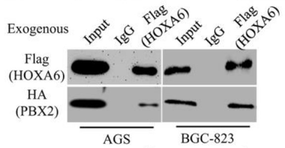 HOXA6-Flag was co-transfected with PBX2-HA into AGS and BCG-823 cells.jpg